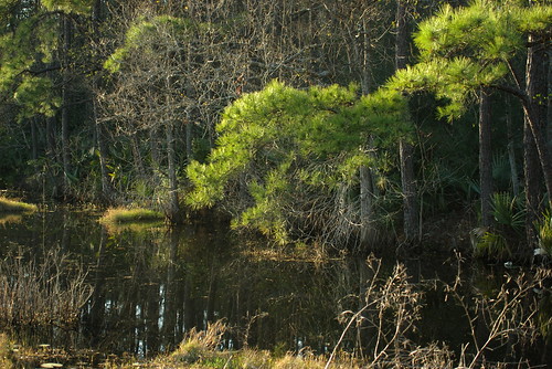 park pond texas swamp bog deussenalexanderpark victortx