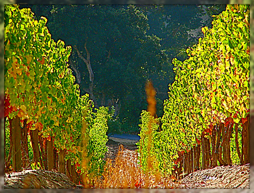 southafrica vineyard vines constantia bej concordians platinumheartaward goldstaraward updatecollection mygearandmepremium