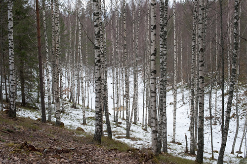 finland valkeakoski 2009 sääksmäki rapola