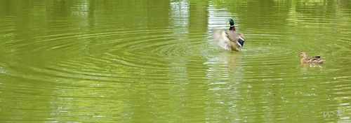 green water duck pond wasser 1870mmf3545g grün teich ente stockente herzebrock peekm