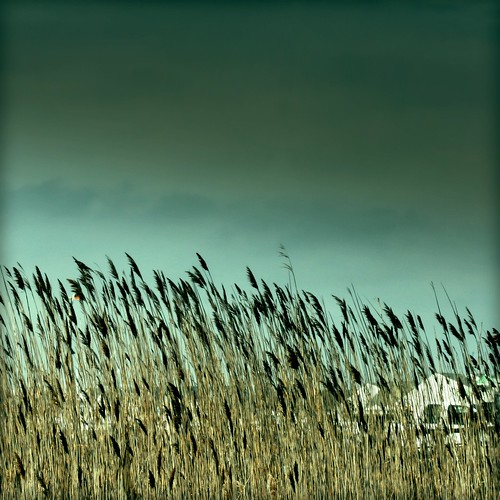 blue plants marina reeds boats searchthebest squared impendingstorm saltwatermarsh