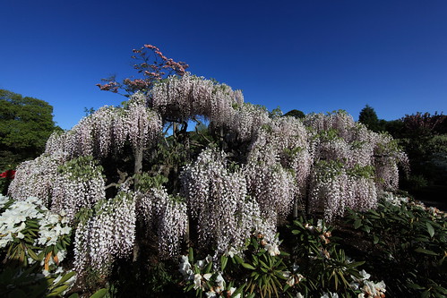 japanese high hires resolution 5d hi 花 res wisteria markii floribunda 藤 フジ ふじ 高画質 高精細