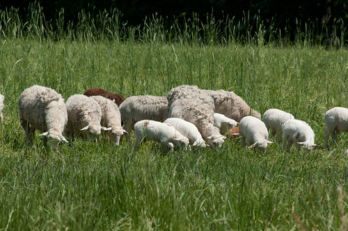 USDA is committed to working with our partners in the sheep industry to support them as they provide quality products to consumers and increase producer returns here at home. USDA Photo by Lance Cheung