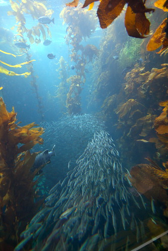 california ca school fish nature animal aquarium monterey underwater montereybayaquarium kelp sardines kelpforest