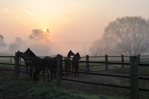 horses fog sunrise pferde sonnenaufgang dunst