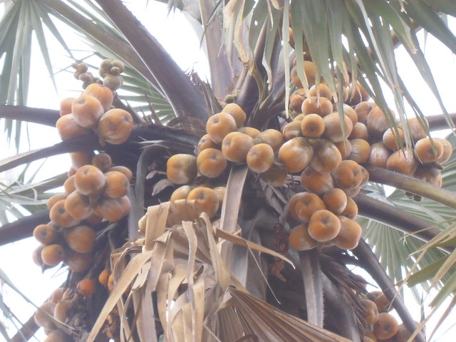 Fruits of Borelia Flabellifera-Rumbek,Southern Sudan,Africa | Flickr ...