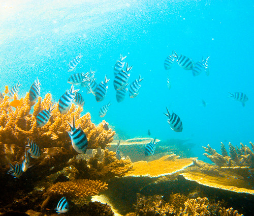 Scuba In The Great Barrier Reef, Michaelmas Cay