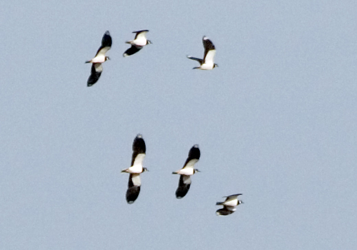 Photograph titled 'Northern Lapwing'