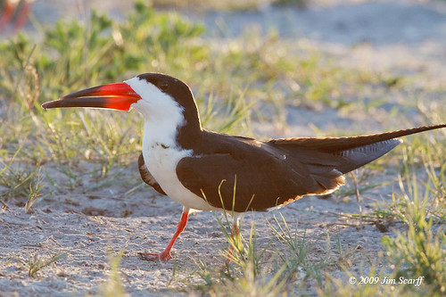 usa birds texas wildlife unitedstatesofamerica rockport blackskimmer terns noamericanbirds