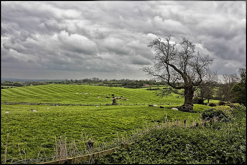 trees sky field clouds canon fence geotagged cattle sheep sigma hedge lambs 1770mm ridgeandfurrow 450d gumley geo:lon=099364 pdeee454 leceistershire geo:lat=52502475