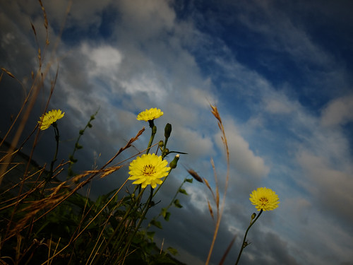 morning flowers blue sky lake yellow clouds sunrise texas olympus zuiko e410 gtowneric