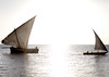 Dhows sailing on Zanzibar coast, Tanzania