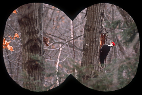 bird woodpecker massachusetts redhead pileatedwoodpecker charleskellogg charlesgkellogg charliekellogg