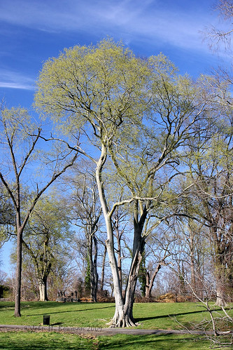 trees virginia march richmond 2009 maymont canon24105l