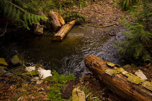 park trees canada fern nature water vancouver creek forest river flow island moss bc earth roots logs columbia british ripples wilderness vi askew chemainus foams