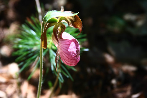pink flower massachusetts monson delicate ladyslipper peakedmountainreservation lundenpond