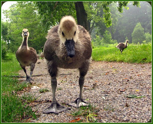 urban ontario canada young goslings londonontario