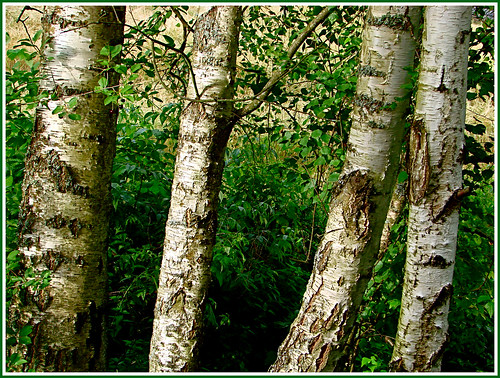 trees norway branches bark jevnaker greatphotographers platinumheartaward thebestshot