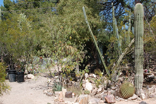 arizona cactus yard botanical rocks crystals tucson minerals goldfield gardens” “original harrisonyocum pccwinter2009rockprospectingclass