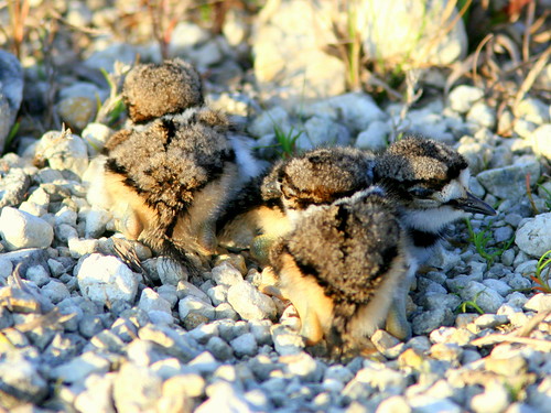 Three Kildeer Chicks 2-20090416
