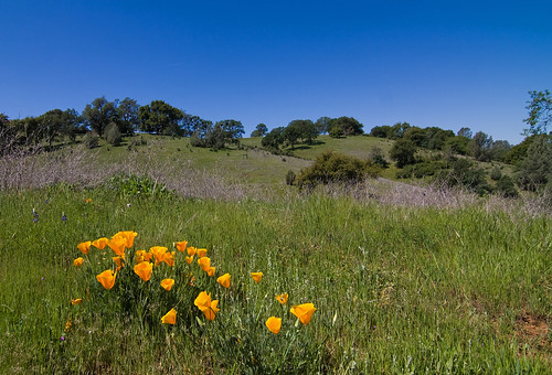 california county flower grass canon photo oak woods native hill auburn hike falls hidden photograph poppy grassland placer 50d familygetty