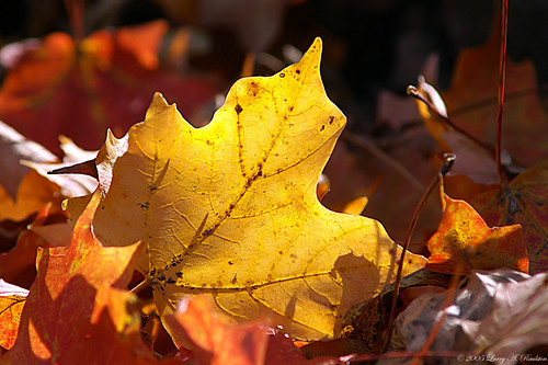 backlight maple autumncolor