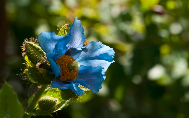 Himalayan Blue Poppy