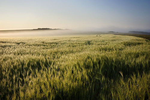 sun fog sunrise landscape soleil champs fields paysage nordpasdecalais brume leverdesoleil blés escalles