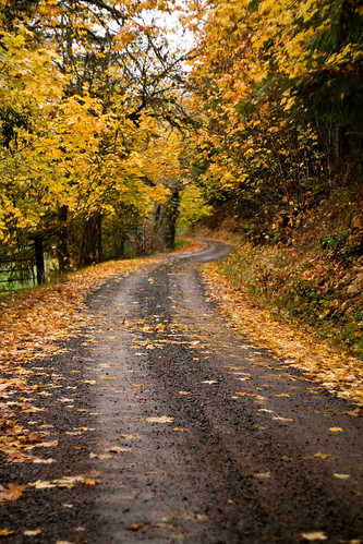road orange fall leaves yellow scenery roadlesstraveled scenescape