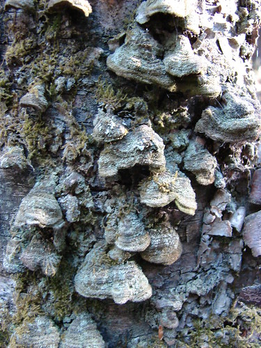 fungi bracketfungi fomes fomitopsidaceae fomentarius