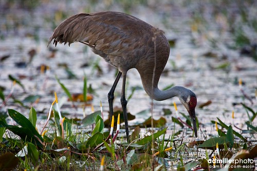 bird canon georgia crane swamp okefenokee 100400mm avian sandhillcrane gruscanadensis 100400l 40d