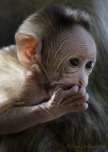 baby monkey bangalore canoneos350d macaque nandihills babymonkey bonnetmacaque macacaradiata bangaloreoutskirts canonef100400mmf4556lusmis niranjvaidyanathan