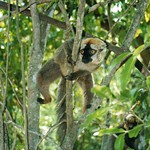 Red-fronted Brown Lemur