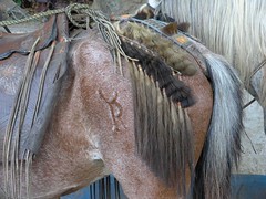 Caballo con decoración - Horse with horse hair decoration; Jinotega, Nicaragua