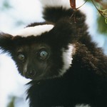 Indri indri - "Babakoto"