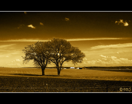 trees sky usa naturaleza tree nature sepia canon eos texas arboles cielo árbol soe rancho firstquality lbjranch supershot outstandingshots 40d mywinners platinumphoto canoneos40d theunforgettablepictures overtheexcellence goldstaraward alemdagqualityonlyclub eduardomuriedas saariysqualitypictures nikoncircularpolarizerfilter