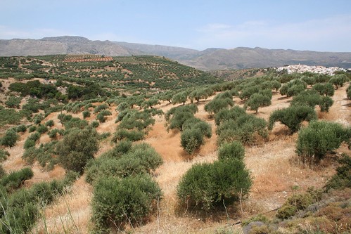 trees mountains landscape village olive greece crete groves kriti lithines krētē elláda hellás