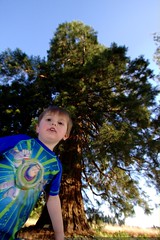 sequoia kid & sequoia tree     MG 9025 