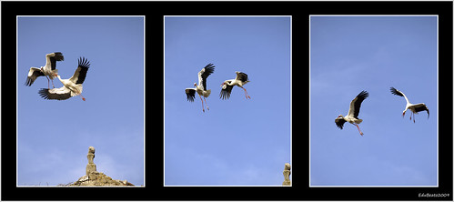 atack storks ataque cigüeña cigueña slbdefendingterritory slbflying