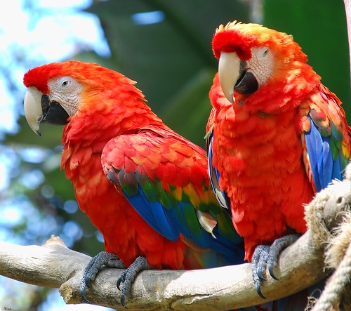 red explore parrots 156 santabarbarazoo