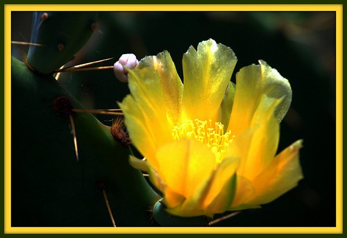 flower yellow pricklypear picnik cactusflower santafedepot alvintexas
