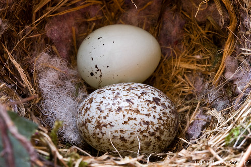 urban bird photography backyard michigan wildlife eggs birdnest housefinch avian jmpphotography jamesmarvinphelps