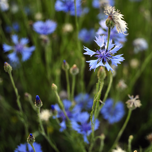 blue sunset wildflowers gaston gastoncounty
