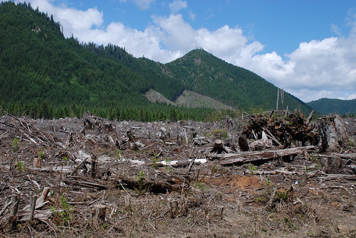 timber clearcut greendiamond olympicnationalforest wynoocheeriver