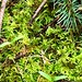 macro moss and pine needles    MG 2501