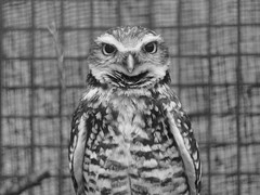 BW Burrowing Owl 2
