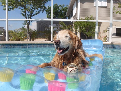 how to keep your dog cool - pool