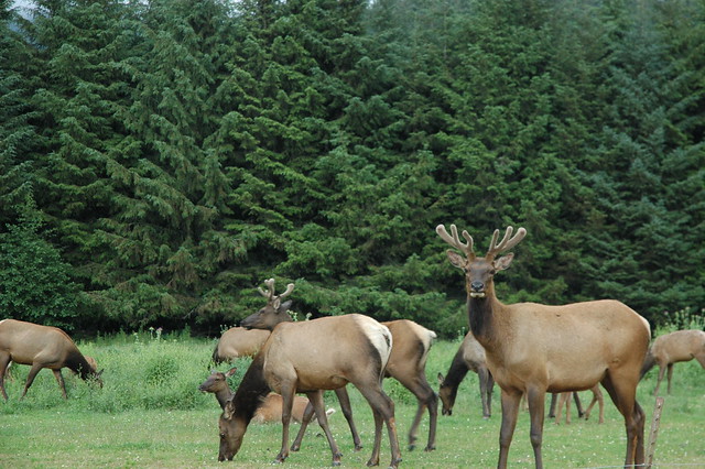 Roosevelt Elk herd, California, USA_6361