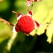 macro: ripe thimbleberry    MG 6553
