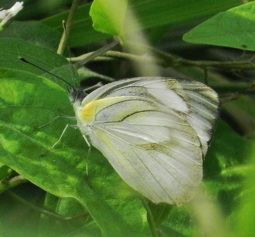 pieridae philippinesbutterflies taxonomy:binomial=appiaslibythea